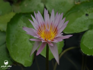 image name
